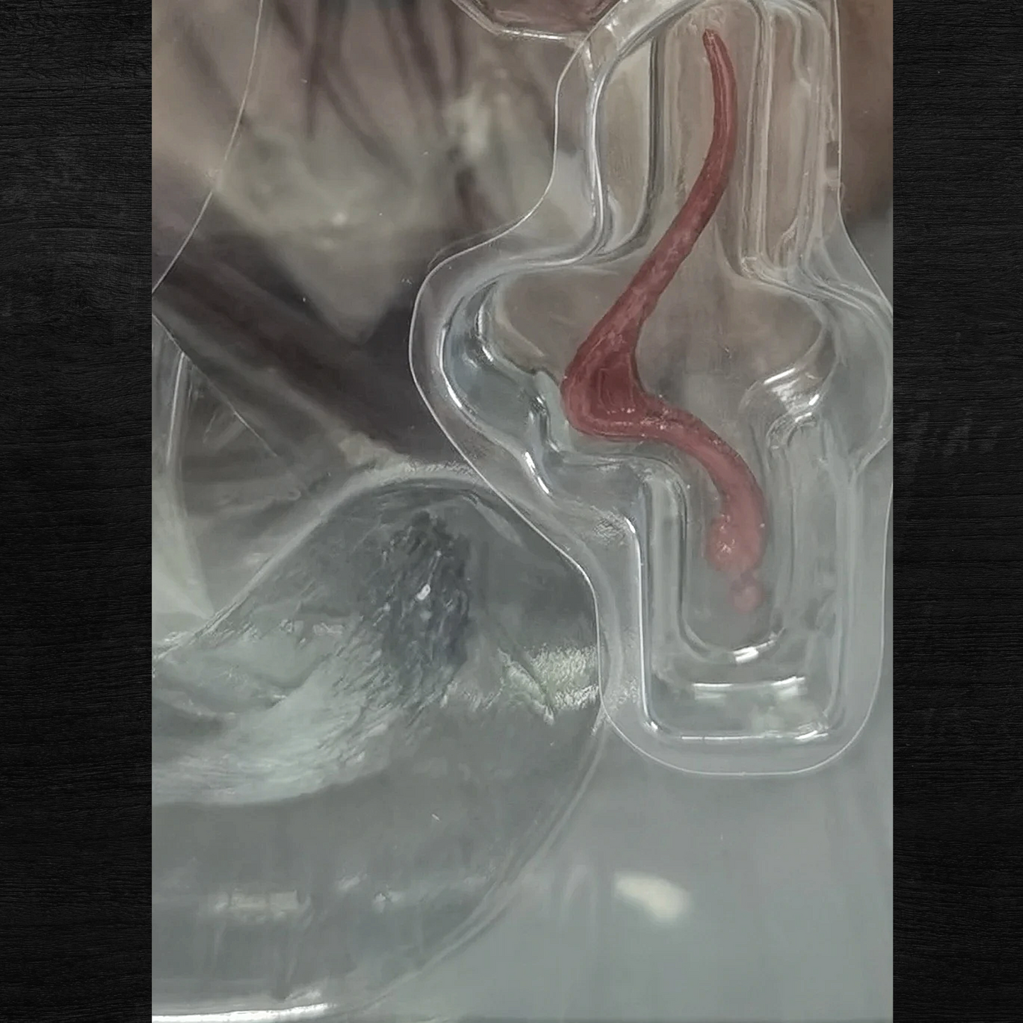 Red worm-like object in a clear plastic mold on a dark background