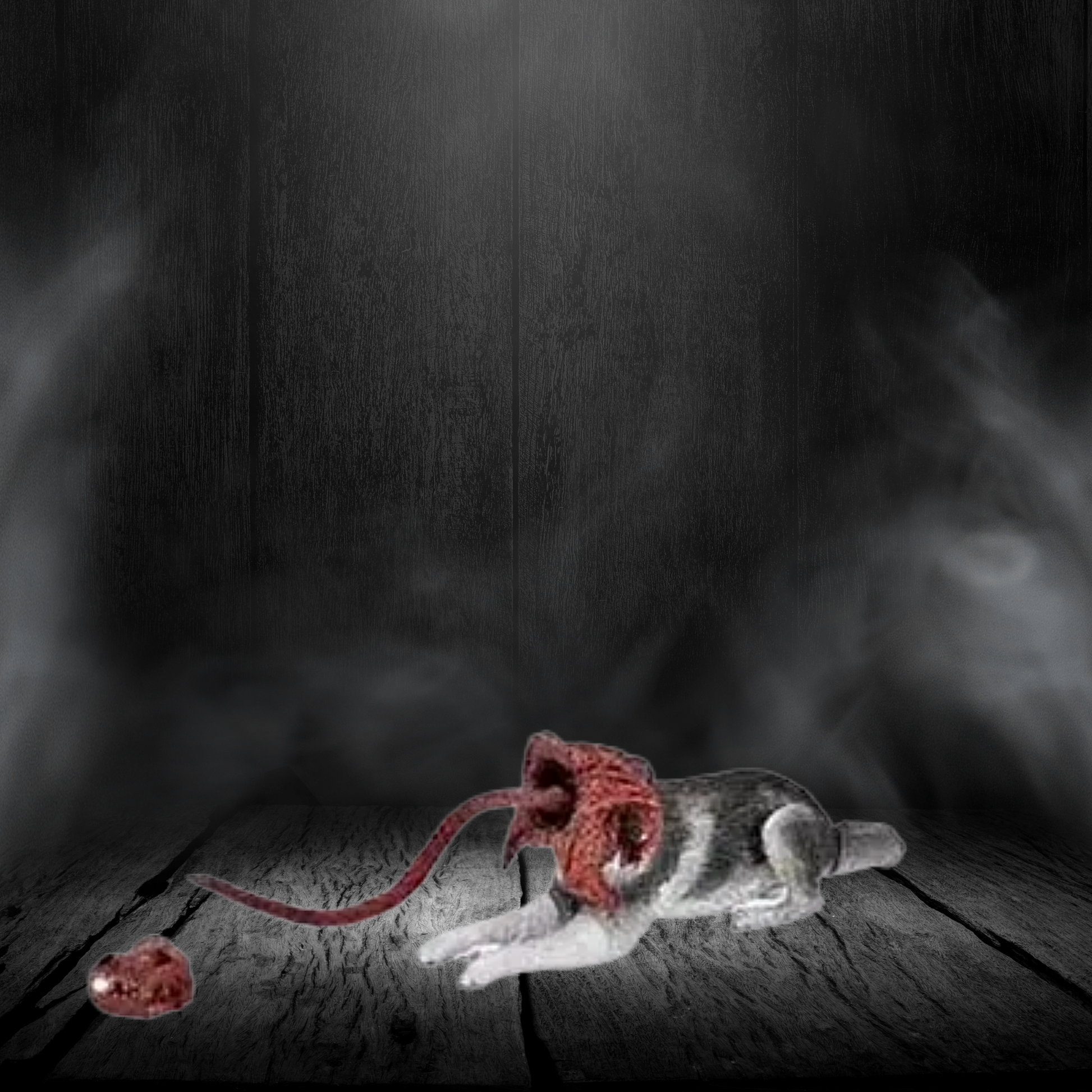 Gray lizard with a red object on a dark wooden floor