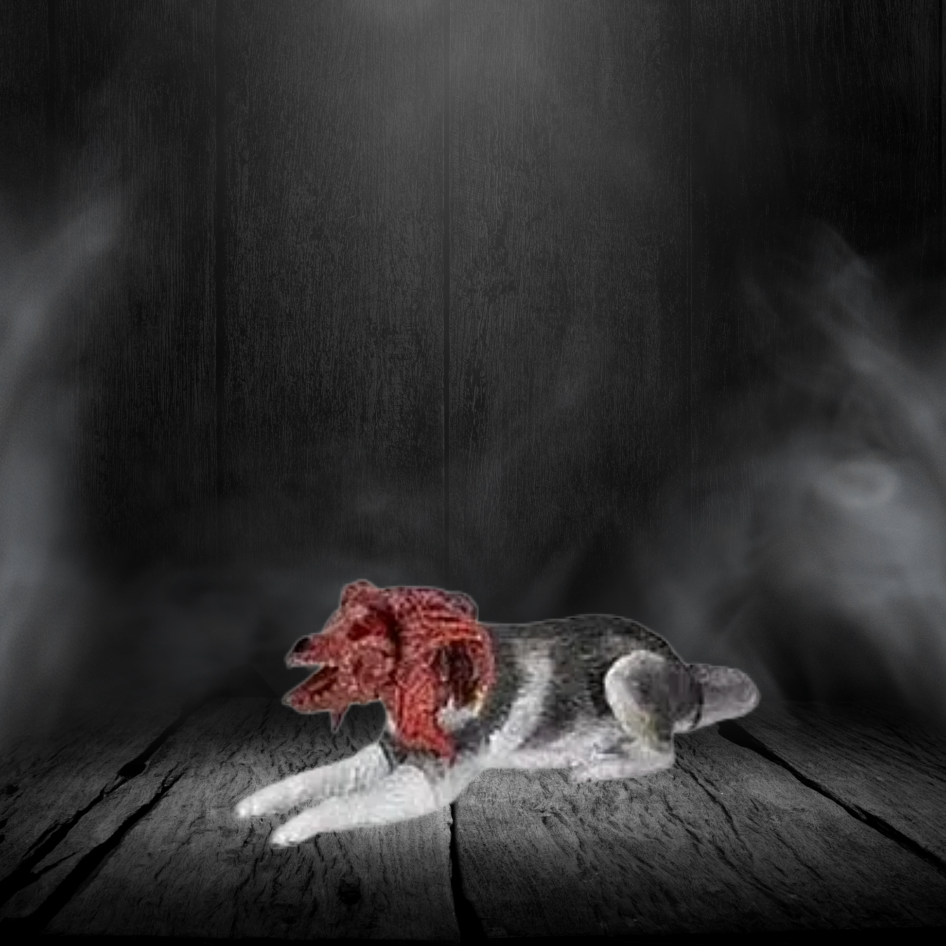Gray and white dog with a red and brown object on a dark wooden floor